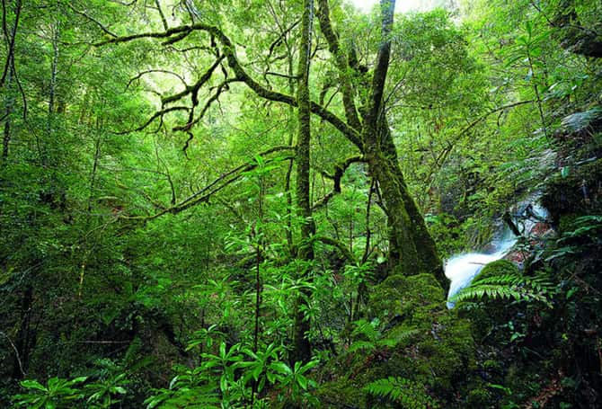 Green Institute - One Stop Chop: Australia's Native Forests
