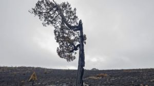 A pencil pine burnt in the Tasmanian bushfires, 2016 (c) Rob Blakers