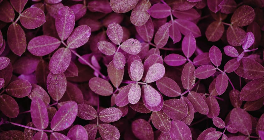 You’re Invited To Talk ‘Ecological Democracy’