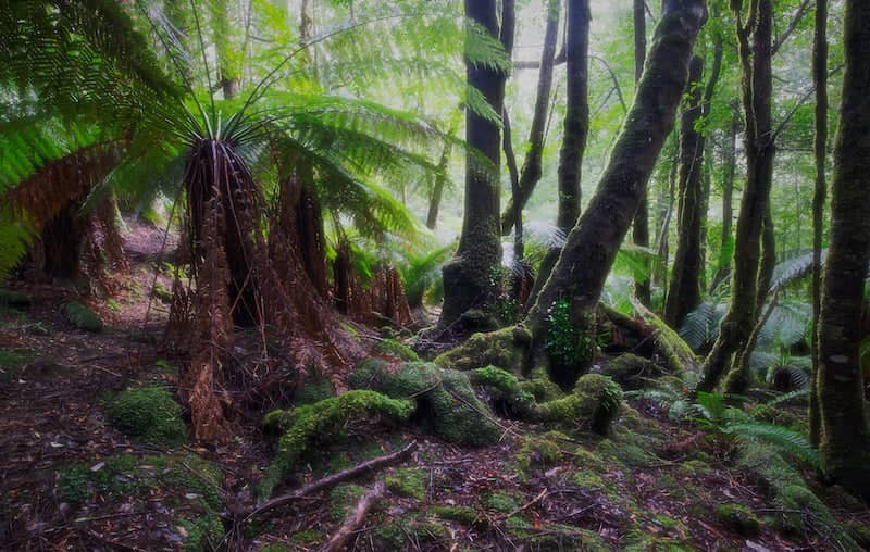 Styx Forest - Tasmania - Green Institute - Photo Credit Paul Costin