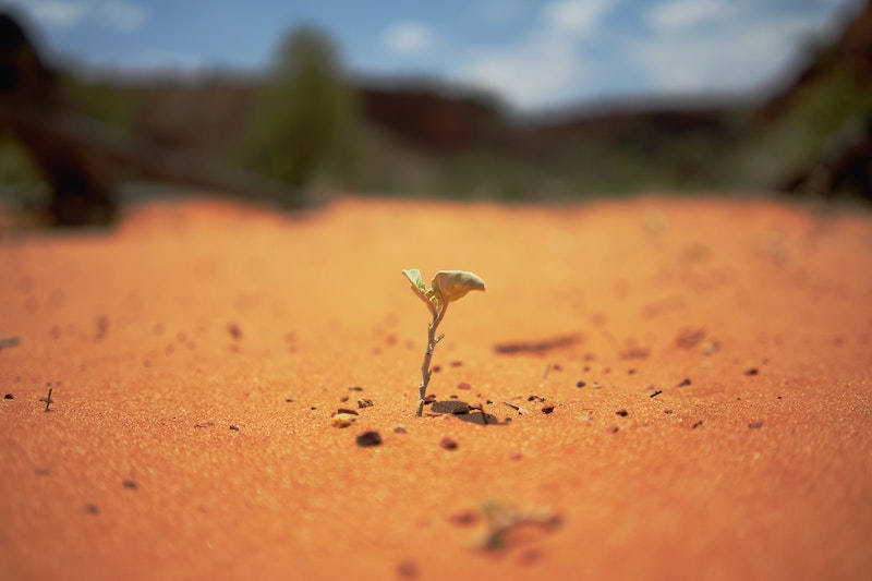 Cultivating Hope - Green Institute Annual Report 2020 - Image of plant seedling sprouting in desert