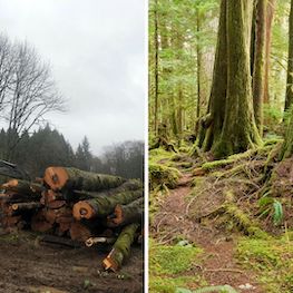 Could Australian politicians soon be prosecuted for Ecocide? Image of logging on the left and old growth rainforest on the right