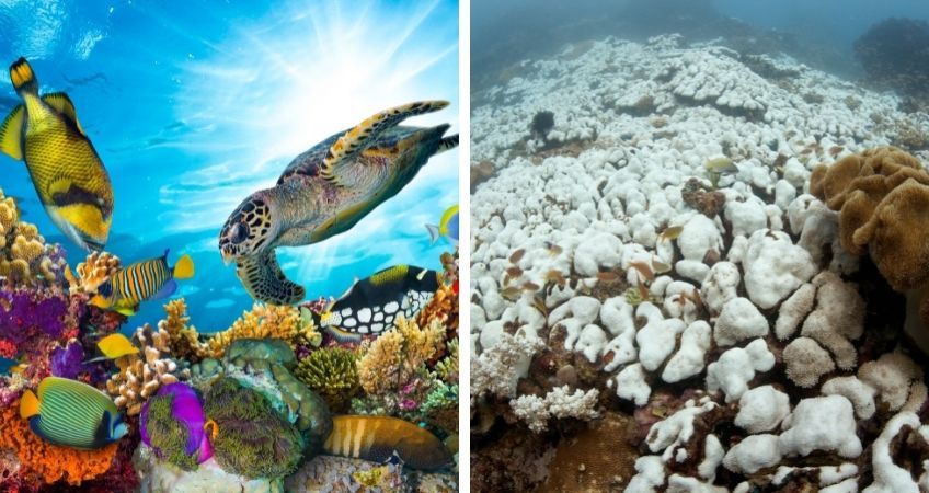  Ecocide – Law As If The Earth Matters