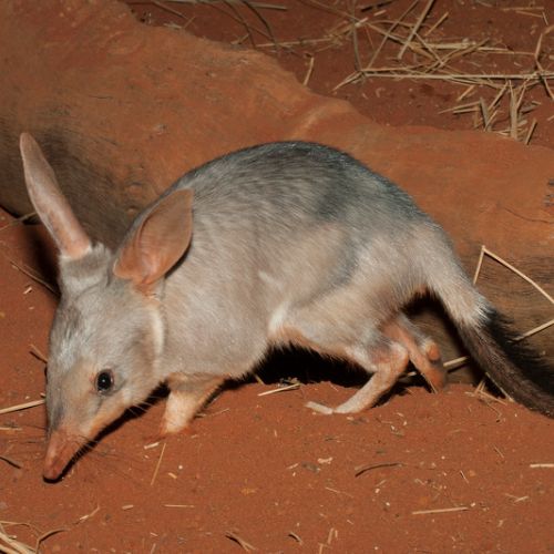 Green Institute submission on nature repair market - Bilby