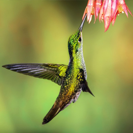 Humming bird pollinating a flower. Transforming Towards Living - Leading, Seeding and Feeding Transformative Greens Politics