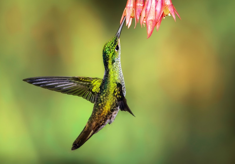 Humming bird pollinating a flower. Transforming Towards Living - Leading, Seeding and Feeding Transformative Greens Politics