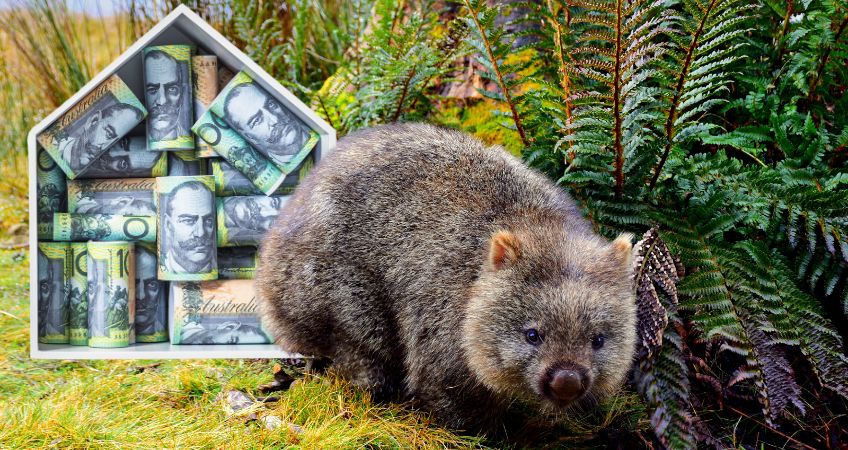 Nature Market - Labor Greens Environment - Photo of Wombat Living In Money