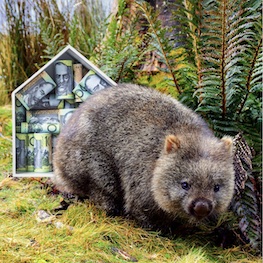Nature Market - Labor Greens Environment - Photo of Wombat Living In Money