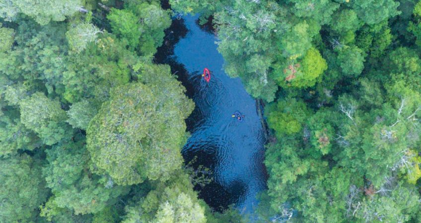 Nature Market: Why Labor’s market will do nothing for nature